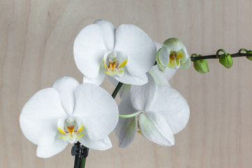 Naklejka na ściany i meble White orchid macro. Tropical flowers on wood background. Phalaenopsis orchid Wedding card