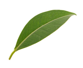 Fresh green leaves macro shot isolate on white background