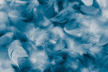 Obraz premium Beautiful abstract colorful purple and blue feathers on white background and soft dark blue feather texture on white pattern