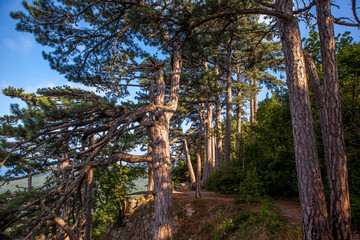 Pine trees in the mountains on the slope on a summer day