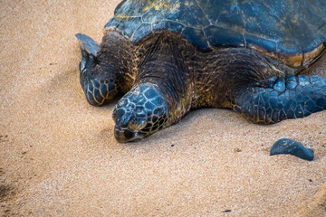 A Green Sea Turtle in Maui, Hawaii