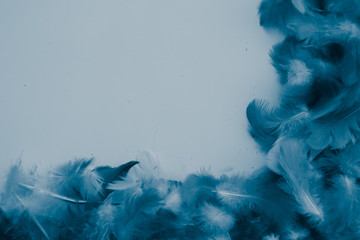 Beautiful abstract colorful purple and blue feathers on white background and soft dark blue feather texture on white pattern