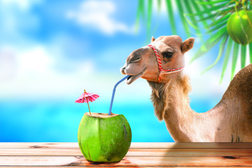 Camel in a tropical beach island drinking coconut juice. - obrazy, fototapety, plakaty