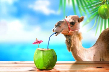Fototapeten Kamel in einer tropischen Strandinsel, die Kokosnusssaft trinkt. © funstarts33