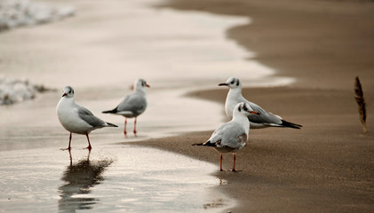 set of seagulls on the shore of the beach at sunset