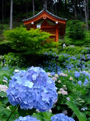 Fototapeta na wymiar 京都　宇治　三室戸寺の紫陽花
