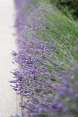 Obraz premium Lavender blossom in France. Purple flowers, incredible perfume, perfect color match