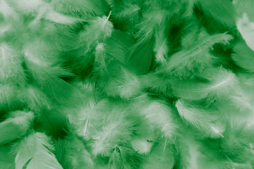 Beautiful abstract colorful white and light green feathers on white background and dark green feather texture on white pattern and green background