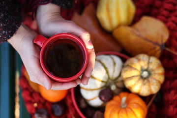 Young girl holding mug of hot beverage in her hands. Autumn in France. Cozy still life with red cup, orange and yellow pumpkins, chestnuts and red scarf. Flat lay, top view, close up