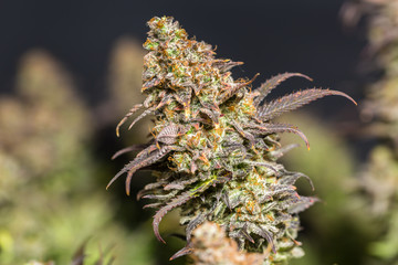 Close up shot of a cannabis plant blossom in front of a black background