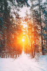 Amazing Beautiful sunset sunrise sun sunshine in sunny winter snowy forest.