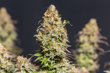 Close up shot of a cannabis plant blossom in front of a black background