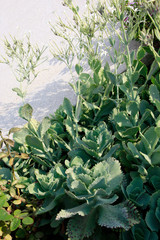 Dickblattgew&auml;chs Kalanchoe marmorata, bl&uuml;hende Pflanze