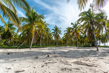 beach palms scenic