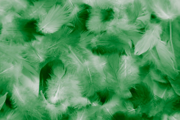 Beautiful abstract colorful white and light green feathers on white background and dark green feather texture on white pattern and green background