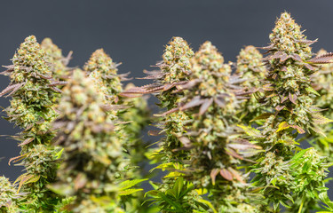 Close up shot of a cannabis plant blossom in front of a black background