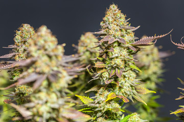 Close up shot of a cannabis plant blossom in front of a black background