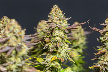 Close up shot of a cannabis plant blossom in front of a black background