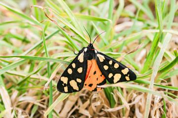 Cornwall / UK - 06 01 2011: Yellow, Orange and Black Butterfly