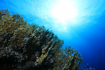 Fototapeta na wymiar Fire corals in the coral reef