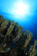 Fire corals in the coral reef