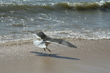 A Seagull Flying Low over the Sand in Buzios, Brazil