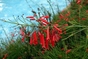 Russelie (Russelia equisetiformis), blühender Strauch