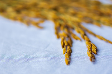 The rice seed placed on the white cloth.