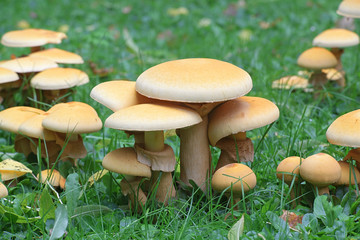 Phaeolepiota aurea, known as golden bootleg or golden cap, wild mushrooms from Finland