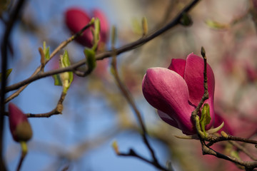 Pink magnolia closeup on a branch. Flower buds.