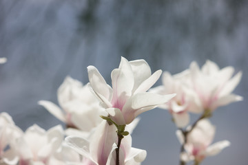 White magnolia flower. Flowers on a tree close-up.