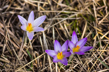 The first crocus flowers in the snow.