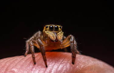 Close up jumping spiders on the hand.