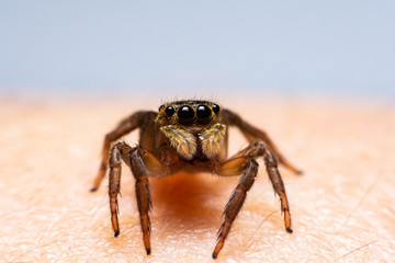 Close up jumping spiders on the hand.