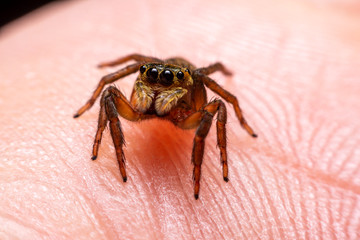 Close up jumping spiders on the hand.