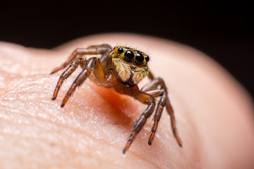 Close up jumping spiders on the hand.
