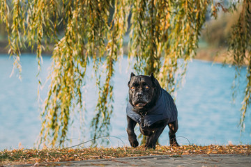 Black Cane Corso Dog Running Near Lake. Dog Wears In Warm Clothes. Big Dog Breeds