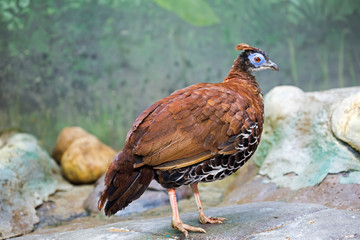 Fire-backed pheasant.  	Fire-backed pheasant is a bright representative of the pheasant family. The length is about 70 cm birds Inhabit tropical humid forests of Kalimantan, Sumatra and Malaysia.