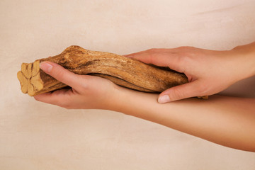 Ayahuasca. Banisteriopsis caapi liana.