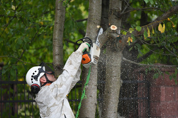 Naklejka premium Lumberjack works with a chainsaw. Climber on a white background. cuts branches with a chainsaw and throws it to the ground. Lumberjack works with a chainsaw. In special clothes. Professional in their 