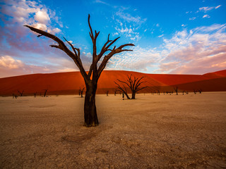 Dead Camelthorn Trees against red dunes and blue sky in Deadvlei, Sossusvlei. Namib-Naukluft National Park, Namibia, Africa