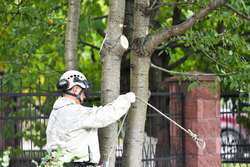 Overalls for climbing trees. Lumberjack works with a chainsaw. In special clothes. Professional in his field. using a chainsaw to trim a walnut tree, pruning trees