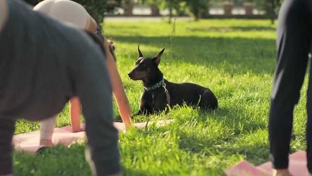 A yoga class in the park with a dog