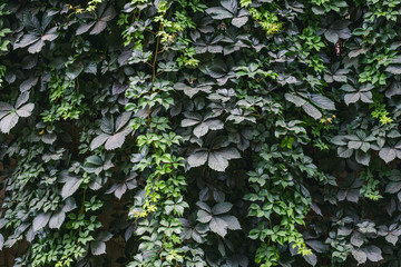 Fototapeta na wymiar green wall of plants on the fence is a solid dark green background of leaves and stems