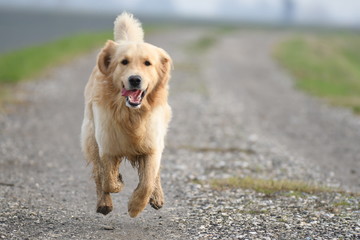 dog in the park