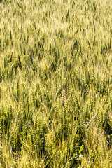 barley field before the harvest