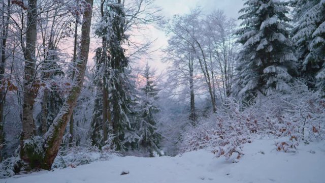 winter snowy forest with pine and fire trees on a frosty beautiful winter morning, winter holiday natural scene, Christmas mood, beautiful seasonal winter slow motion video