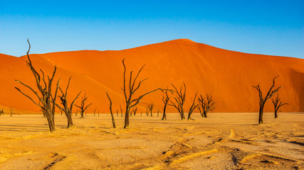 Dead Camelthorn Trees against red dunes and blue sky in Deadvlei, Sossusvlei. Namib-Naukluft National Park, Namibia, Africa