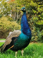 Obraz premium Paon Majestueux