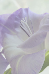 Brightened closeup of light violet flower background